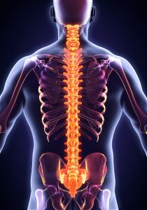 back care advice for our Fareham chiropractor
